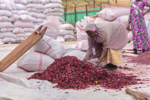 sorting dried hibiscus flower