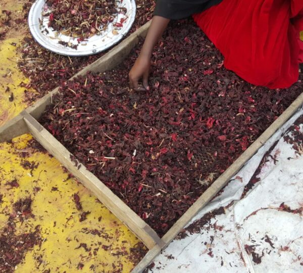 Sorting of the Dried Hibiscus Siftings